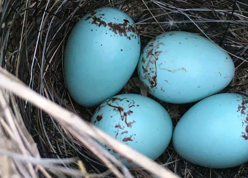 Close-up of Gutter RX gutter