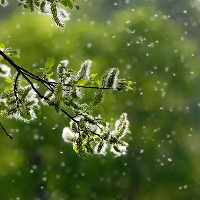 Pollen falling in spring